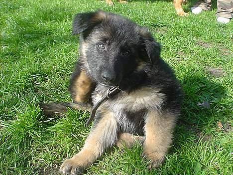 Schæferhund Aika billede 17