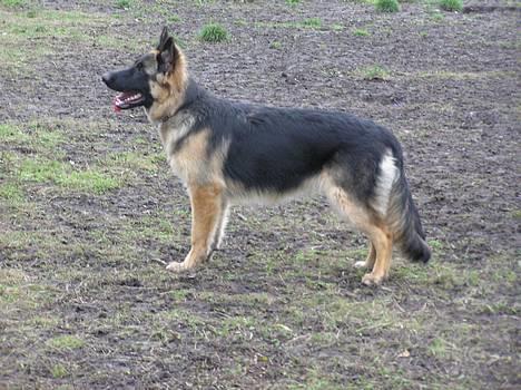 Schæferhund Aika - nyt billede 18