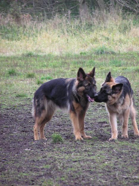 Schæferhund Aika - NYT billede 19