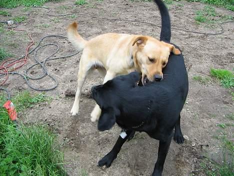 Labrador retriever Putte - leger lige billede 2