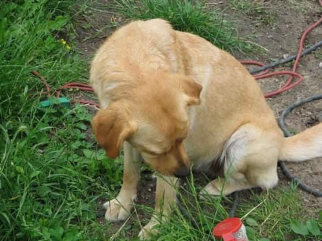 Labrador retriever Putte - så skal der spises græs inden plænen bliver slået billede 3