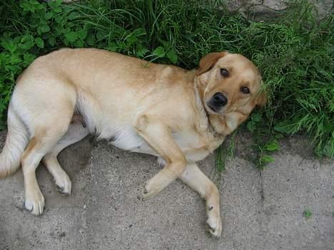 Labrador retriever Putte - ssåå er der skæld ud billede 4