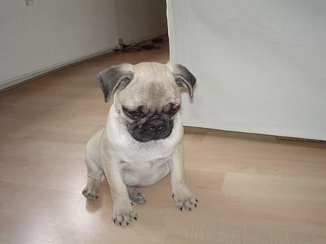 Mops Cæsar billede 1