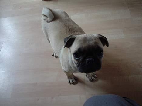 Mops Cæsar billede 2