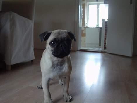 Mops Cæsar billede 3