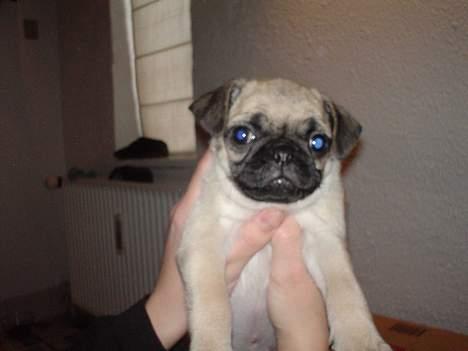 Mops Cæsar billede 4