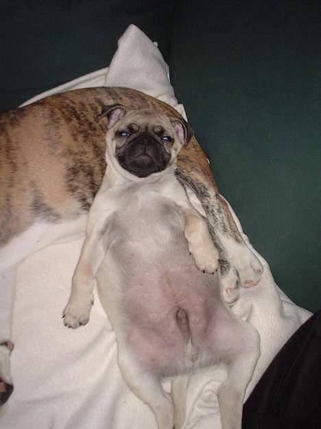 Mops Cæsar billede 5