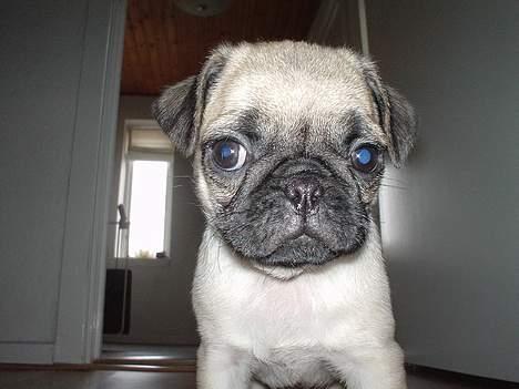 Mops Cæsar billede 7