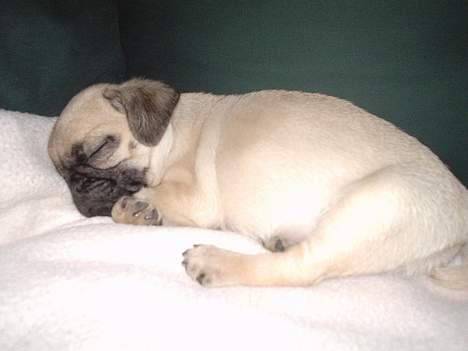 Mops Cæsar billede 8