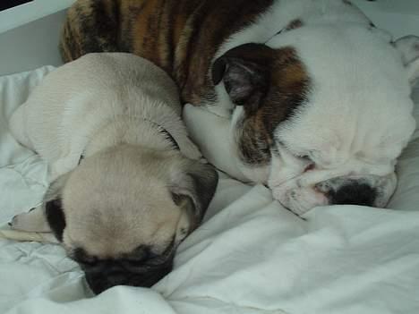 Engelsk bulldog Trunte - ligger og sover hos min lillebror "mops" Cæsar, HYGGE. billede 7