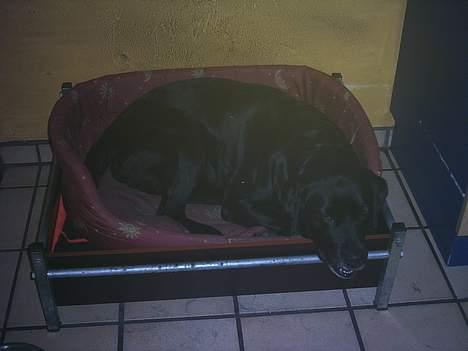 Labrador retriever sandie billede 7