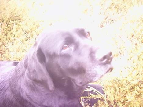 Labrador retriever sandie billede 8