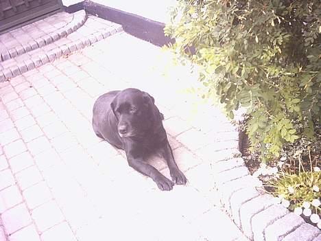 Labrador retriever sandie billede 9