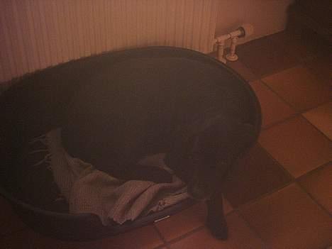 Labrador retriever sandie billede 10