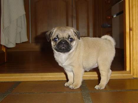 Mops Neala - Står jeg fint nok nu billede 7