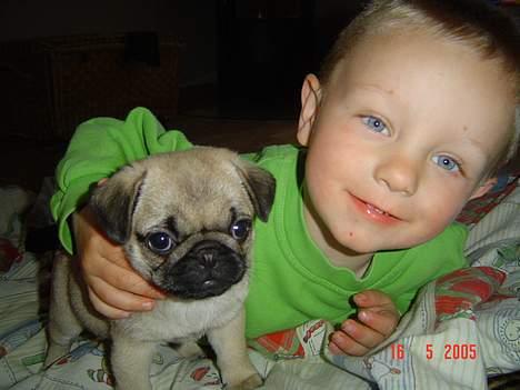 Mops Neala - Her er jeg med min menneskebror... billede 8