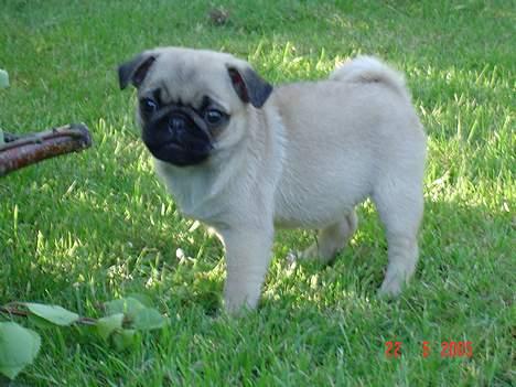 Mops Neala - Kigger du nu !! mor billede 12