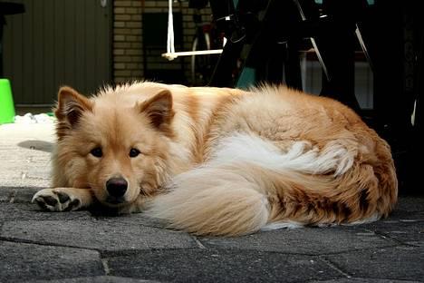 Finsk lapphund Kuopio Lucas (Himmelhund) billede 15