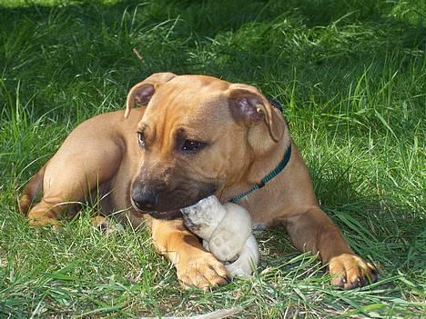 Staffordshire bull terrier Bella - ...for #§¤% hun er da for lækker hvis vi selv skal sige det ;o) billede 1