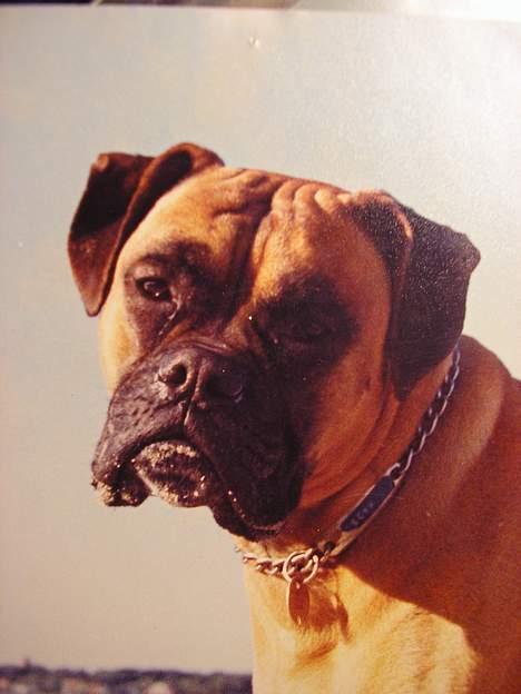 Boxer Mads **DØd** billede 1