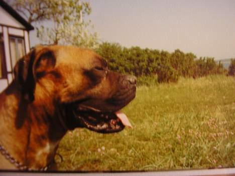 Boxer Mads **DØd** billede 2