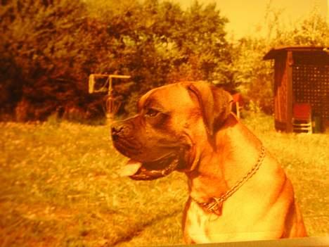 Boxer Mads **DØd** billede 3