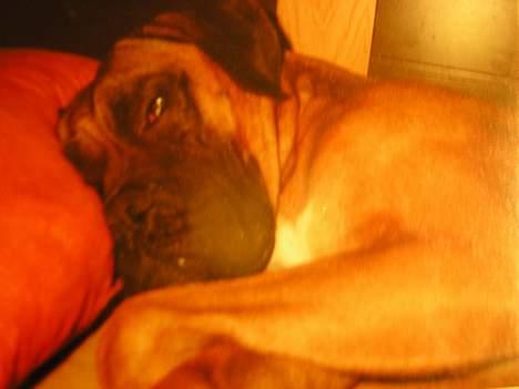 Boxer Mads **DØd** billede 4