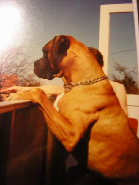 Boxer Mads **DØd** billede 5