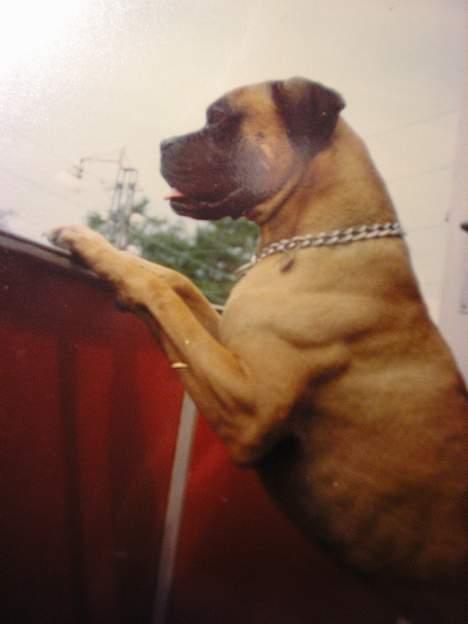 Boxer Mads **DØd** billede 6