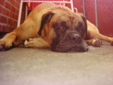 Boxer Mads **DØd** billede 7