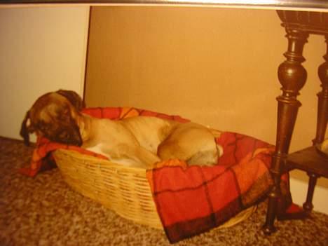 Boxer Mads **DØd** billede 12