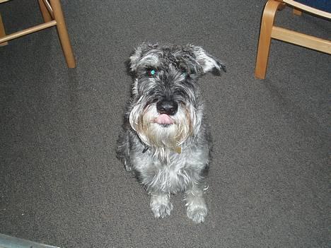 Mellemschnauzer Ozzy ( * Januar 2003 - + August 2013) - er jeg ikke bare fin :D billede 1