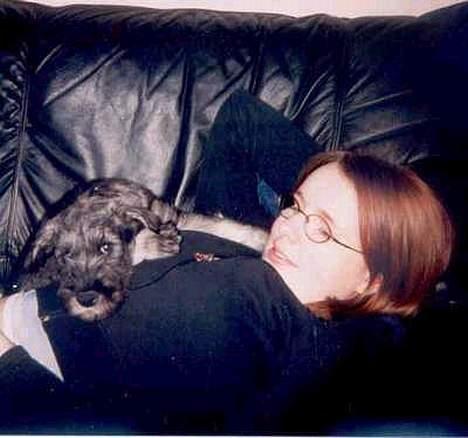 Mellemschnauzer Ozzy ( * Januar 2003 - + August 2013) - her er han så. her er han ikk mere end ca 2 måneder, han er ikk særlig stor... billede 2