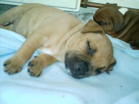 Staffordshire bull terrier Bella - sååå træt billede 2