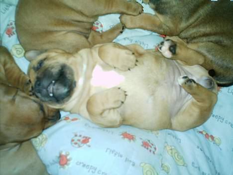 Staffordshire bull terrier Bella - Hvorfor mon de kalder mig "Bassen" ?? billede 3