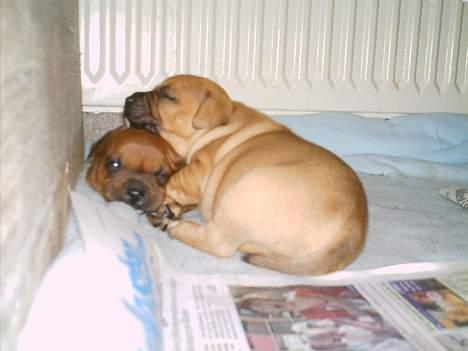 Staffordshire bull terrier Bella - Hov pude.. Zzzz ZZzz billede 4
