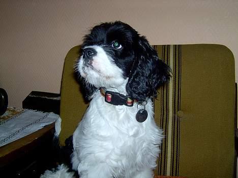 Amerikansk cocker spaniel Zorro - Se hvor fin jeg kan sidde billede 14