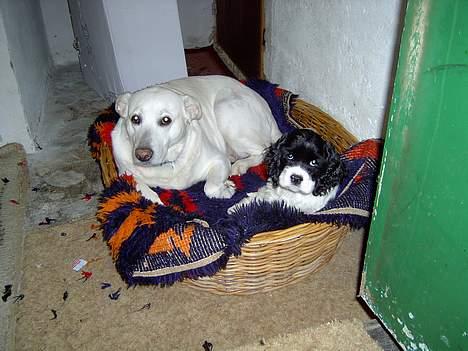 Amerikansk cocker spaniel Zorro - Trille: jeg er altså ikke helt glad for ham der. Zorro: og kom nu, jeg er da så søøød billede 15