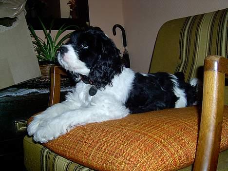 Amerikansk cocker spaniel Zorro - Jeg kan godt ligge pænt billede 16