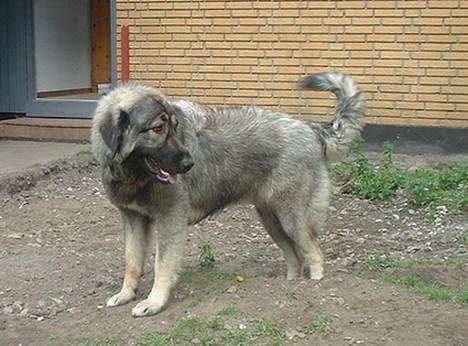 Sarplanina Beta Planinski Duh - Beta ! billede 1