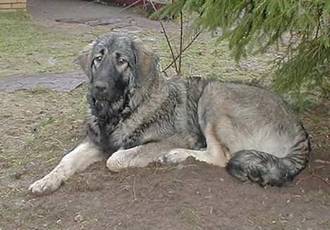 Sarplanina Beta Planinski Duh - Beta slapper af! billede 2