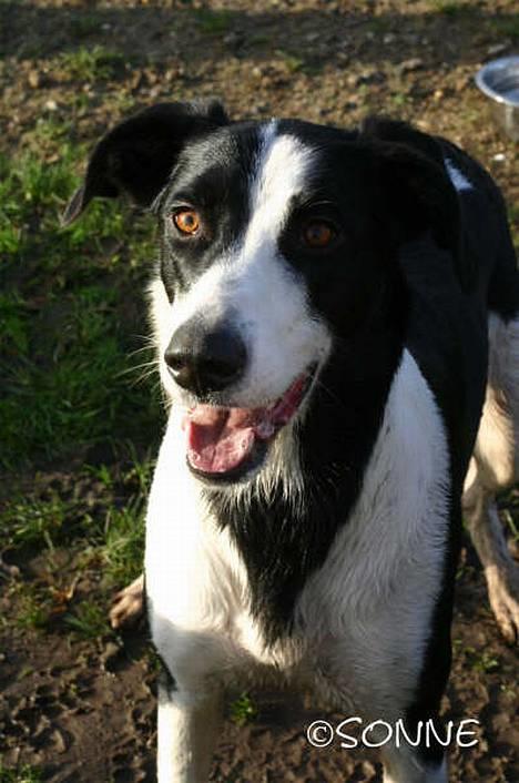 Blanding af racer Bella R.I.P. - 31.12.06 billede 4