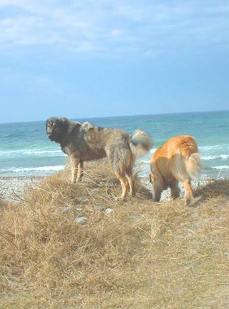 Sarplanina Beta Planinski Duh - Beta & Kaukaser-Pli min anden hund!klik og bliv overrasket? billede 3