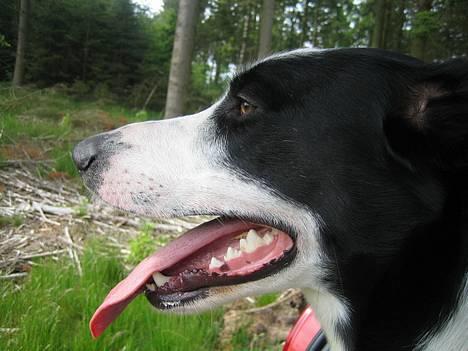 Blanding af racer Bella R.I.P. - Jeps... Er også ret flot i profil.. :-) billede 5