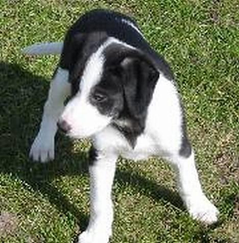 Blanding af racer Bella R.I.P. - Lille bitte mig.... :0) billede 6