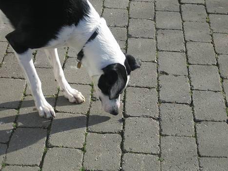 Blanding af racer Bella R.I.P. - Hmm... Hvad er det.... En bille??? billede 7