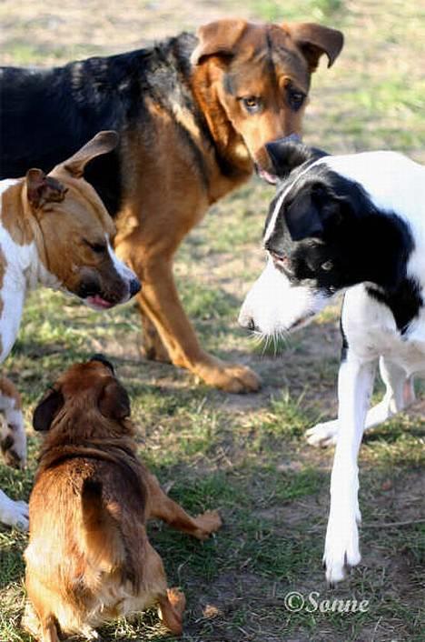 Blanding af racer Bella R.I.P. - Hundetræf 10.02.2007 Kirkendrup - Feike giver ordre til Chivas, Simba og Bella.. :0) billede 8