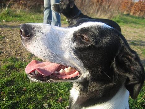 Blanding af racer Bella R.I.P. - Puh ha...!!!! Det er hårdt at lege i hundeskoven.... billede 9