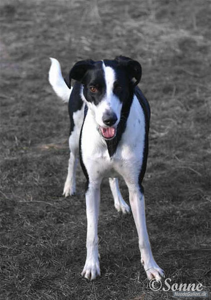 Blanding af racer Bella R.I.P. - Hundetræf d. 10.02.2007 Kirkendrup billede 10