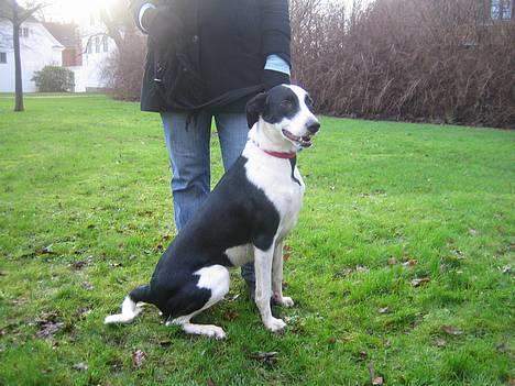 Blanding af racer Bella R.I.P. - 17.12.06 Hundetræf i Odense billede 11